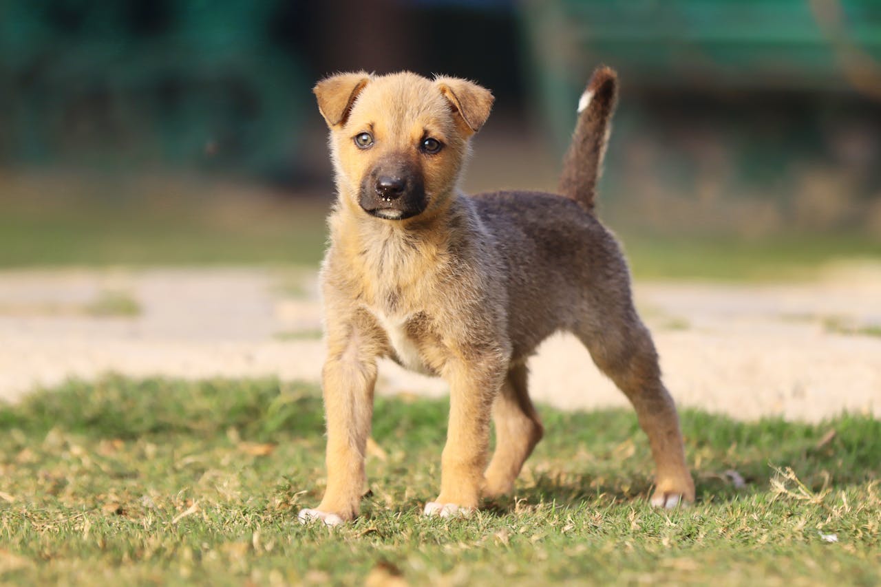 Cute puppy standing outdoors on a sunny day in Chandigarh, India.